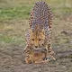 animals world