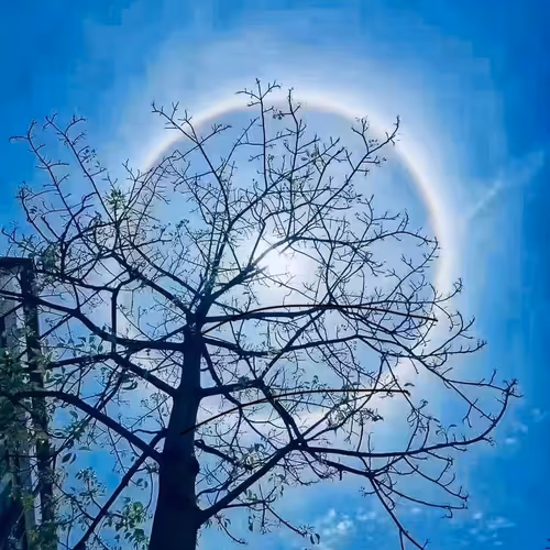 zora tree