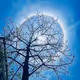 zora tree