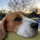 BeaglesChihua