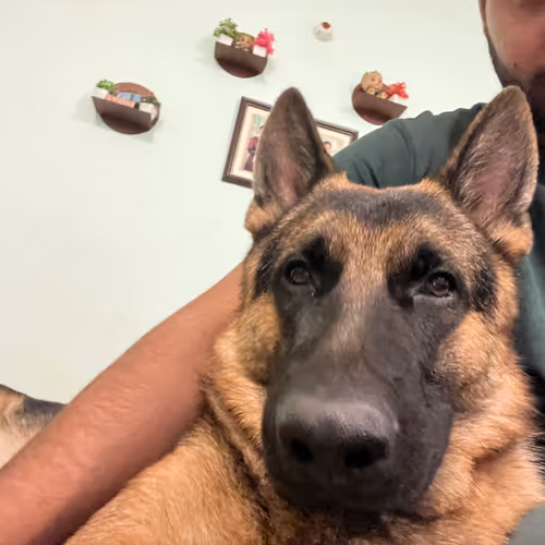 Dog