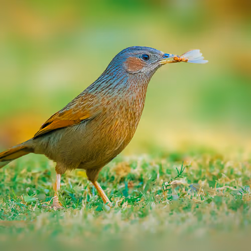 Birds of India