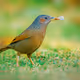 Birds of India