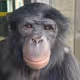Ape selfie