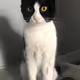 Misha Fip Warrior