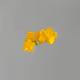 yellow plum blossom