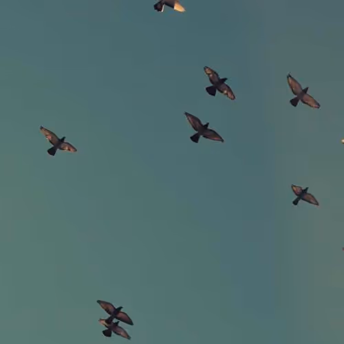 Vector Rewards Developments