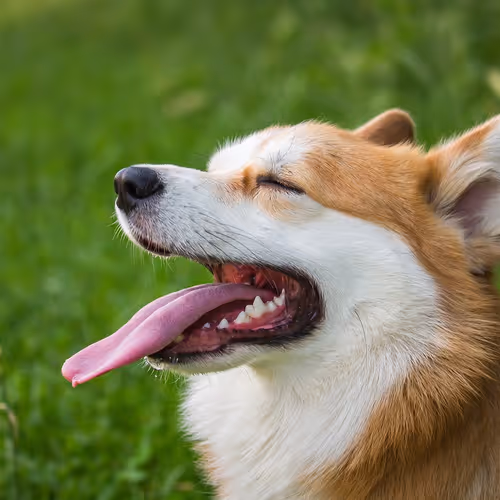 dogs2
