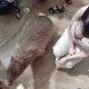 Happiest Capybaraa