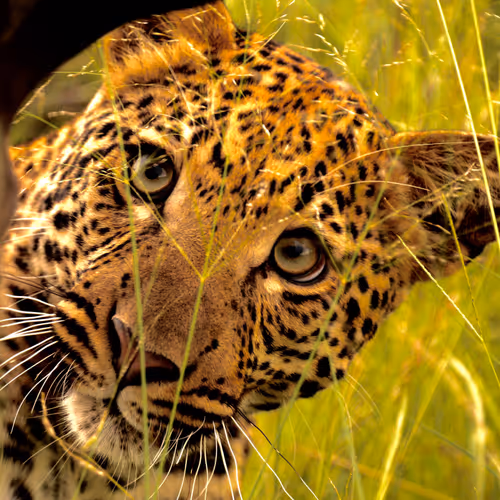 Mother Africa by Martin Sacks