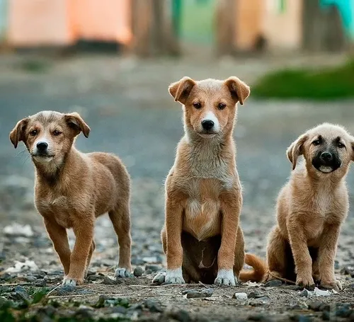 Street Animals’ Photography