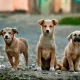 Street Animals’ Photography