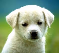 puppy