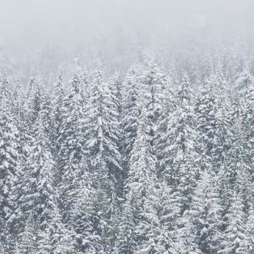 Fool Sold Alternative