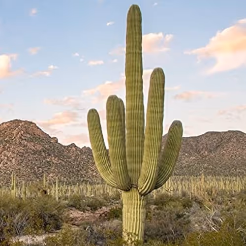 Cactus