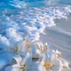 Lilies on the beach