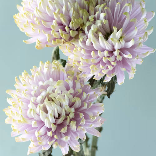 Les Fleurs de CV