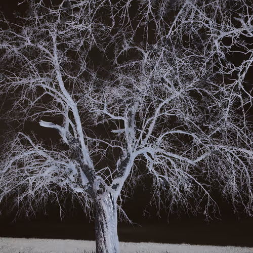 Dark tree