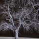 Dark tree