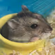 Pookoro