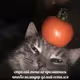Meme cat