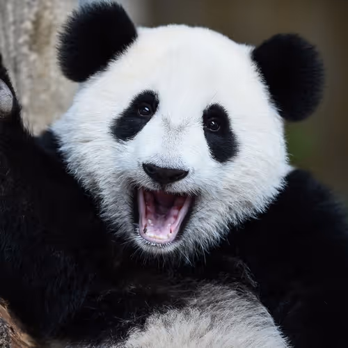 Happy Panda