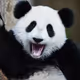 Happy Panda