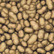 Potato