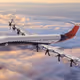 Flight