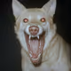 Zora Posts
