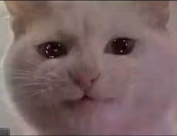 test crying cat
