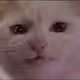 test crying cat