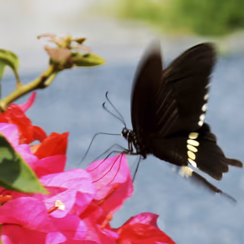 Butterfly