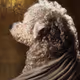 ''Goya's Dog''