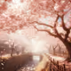 Sakura Collection