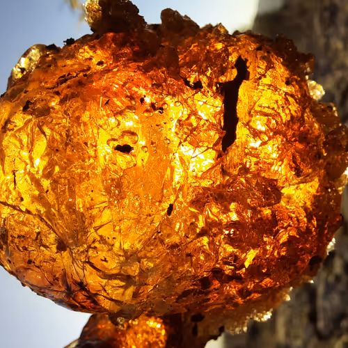 Enigmatic Elysium Series