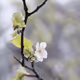 pyrus