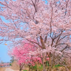 2024년 4월 벚꽃