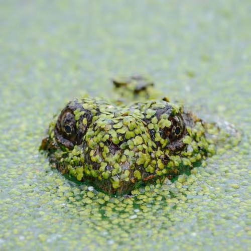 Smilies Announcement