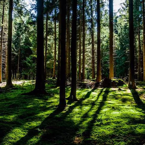 Sally Tribal Expanding