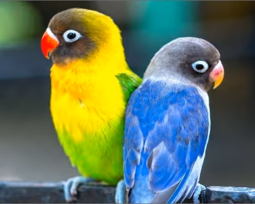 bird types