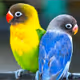 bird types