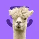 Lama In My Degen Room