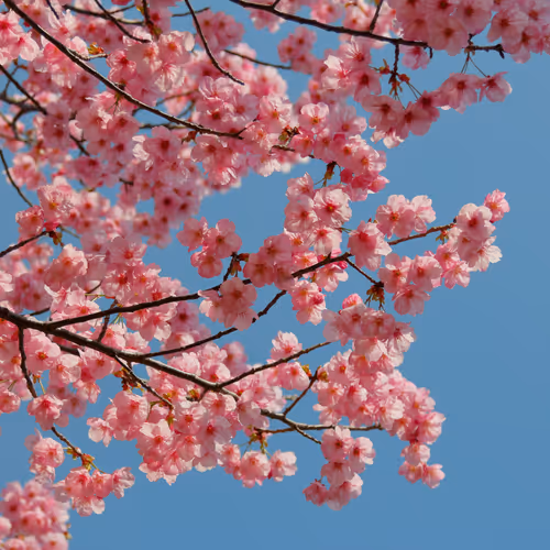 Spring in Japan