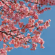 Spring in Japan