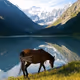 Altai