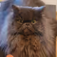 amaia