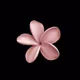 #FLOWER