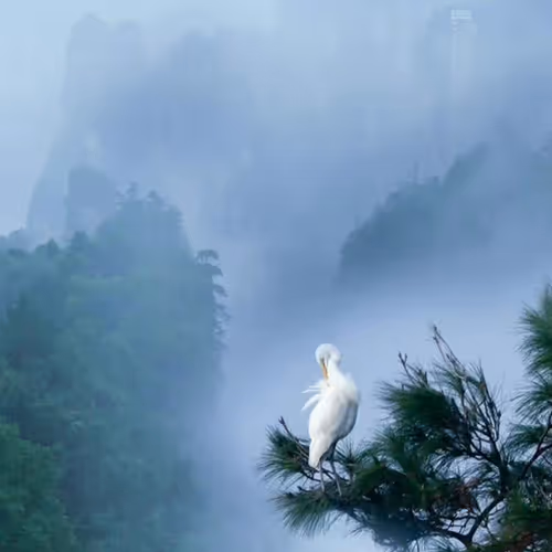 祥瑞