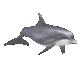 dolphin